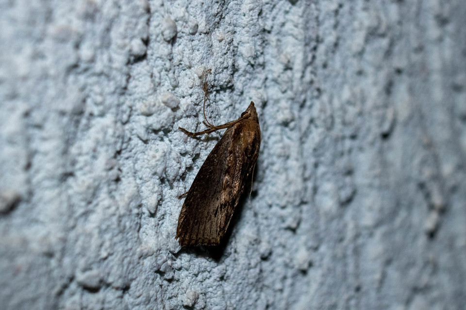 Galleria mellonella - nagy viaszmoly