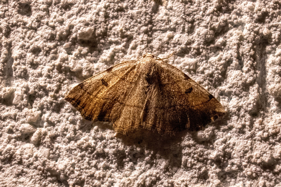 Eilicrinia trinotata - háromjegyű araszoló