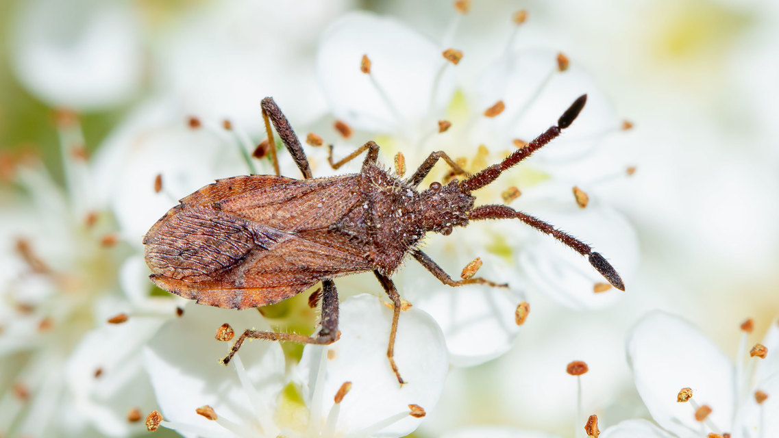 Coriomeris denticulatus - fűrészesvállú karimáspoloska