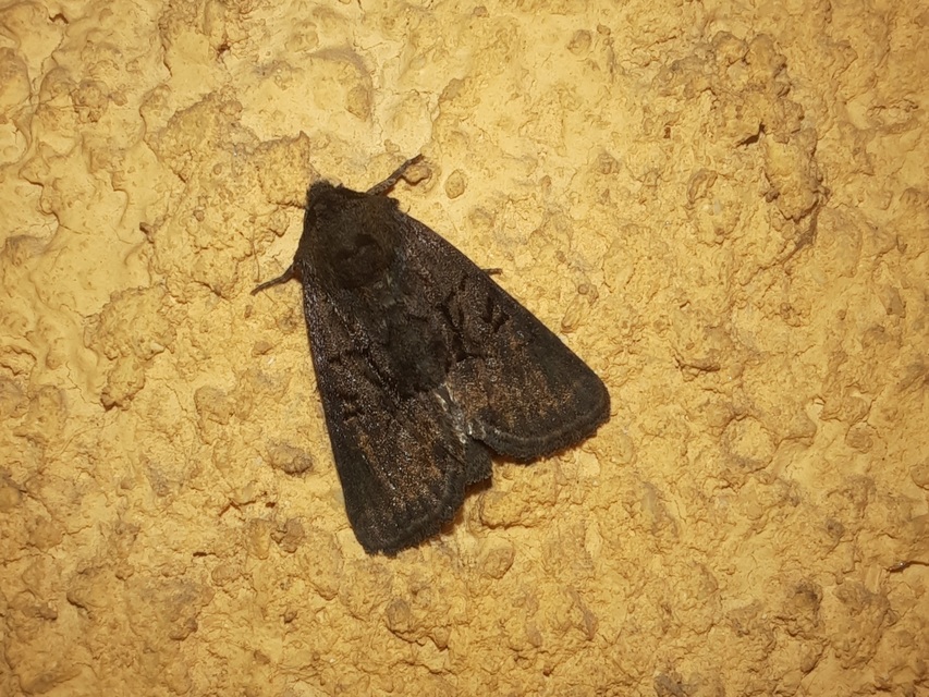 Oligia latruncula - fekete dudvabagoly