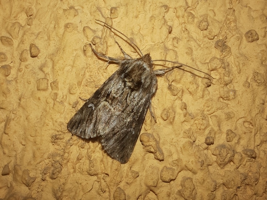 Calophasia lunula - gyújtoványfű-apróbagoly