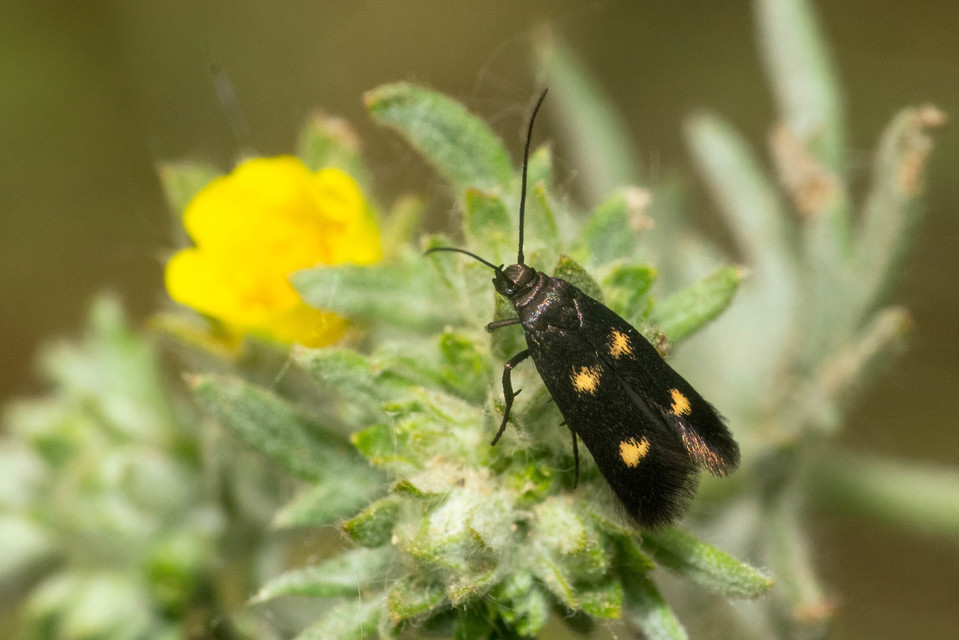 Parascythris muelleri - kétpettyes zöldmoly