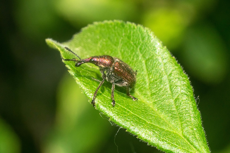 Rhynchites auratus - aranyos eszelény Rhynchites auratus - aranyos eszelény