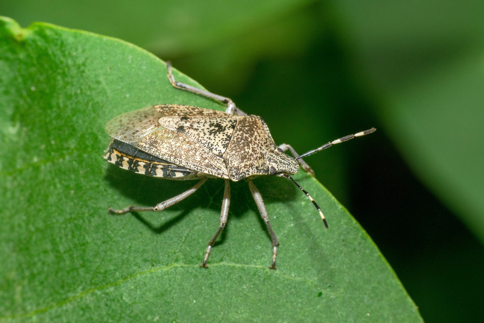Rhaphigaster nebulosa - bencepoloska