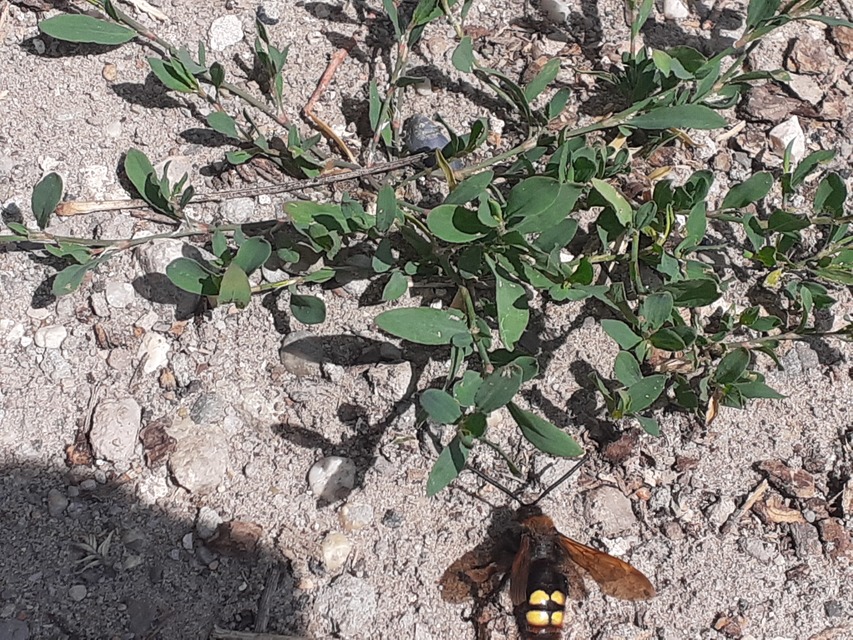 Megascolia maculata - óriás-tőrösdarázs