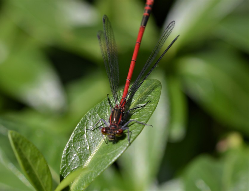 Pyrrhosoma nymphula interposita - vörös légivadász
