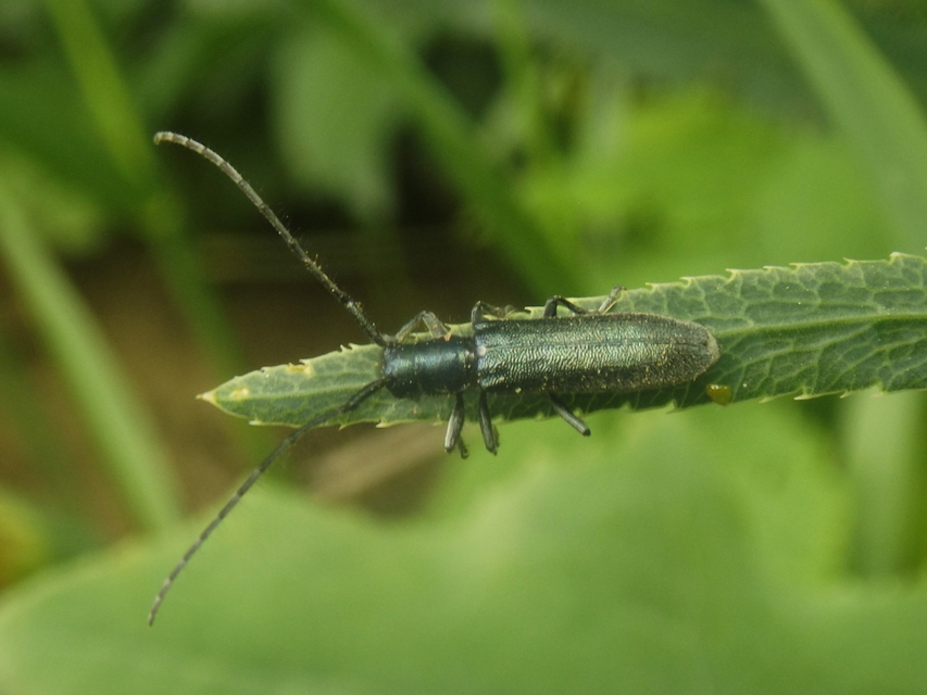 Agapanthia violacea - kék somkórócincér