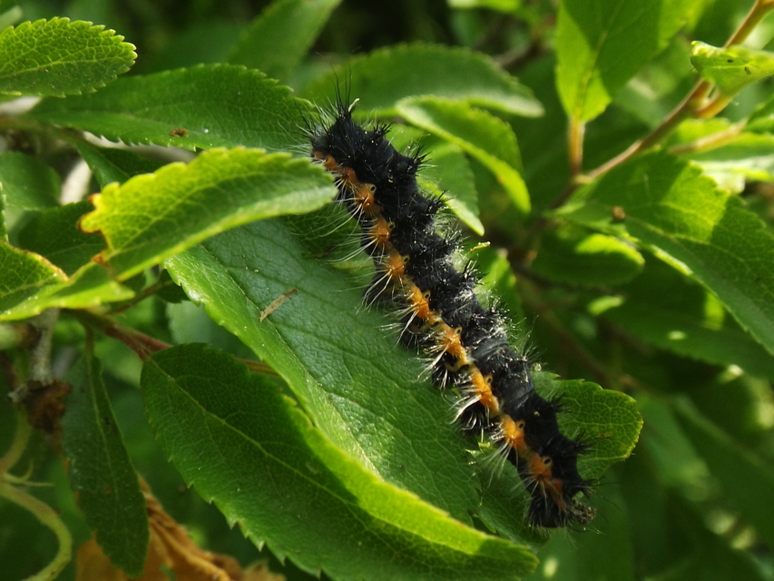 Saturnia pavoniella/pavonia