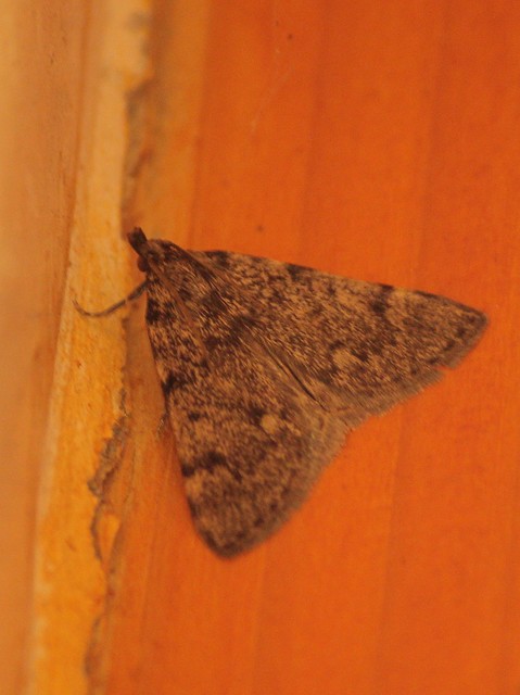Aglossa pinguinalis - zsiradékmoly