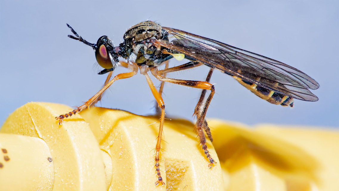 Dioctria linearis - karcsú héjalégy