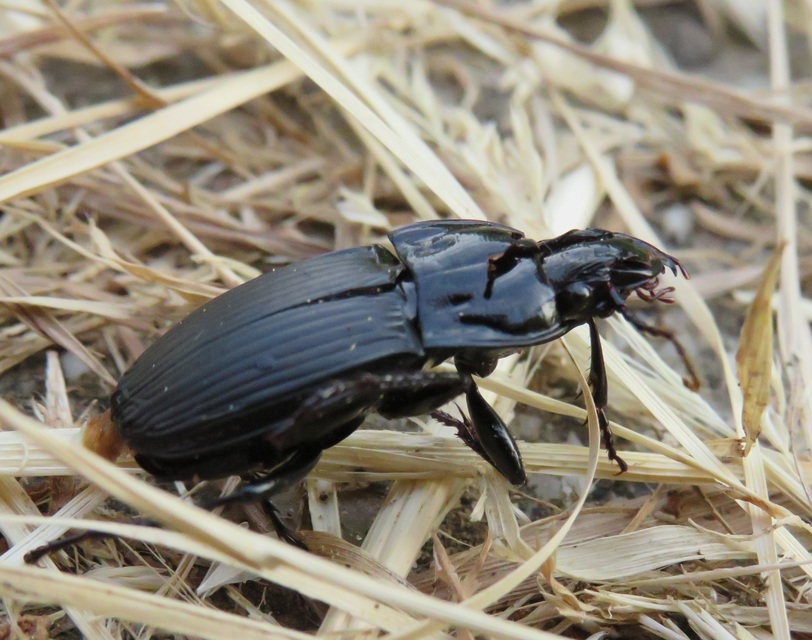 Abax parallelepipedus - félbordás szélesfutó