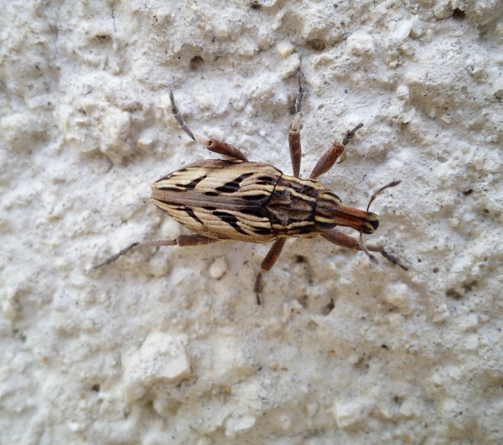 Coniocleonus nigrosuturatus - nyíljegyes barkó