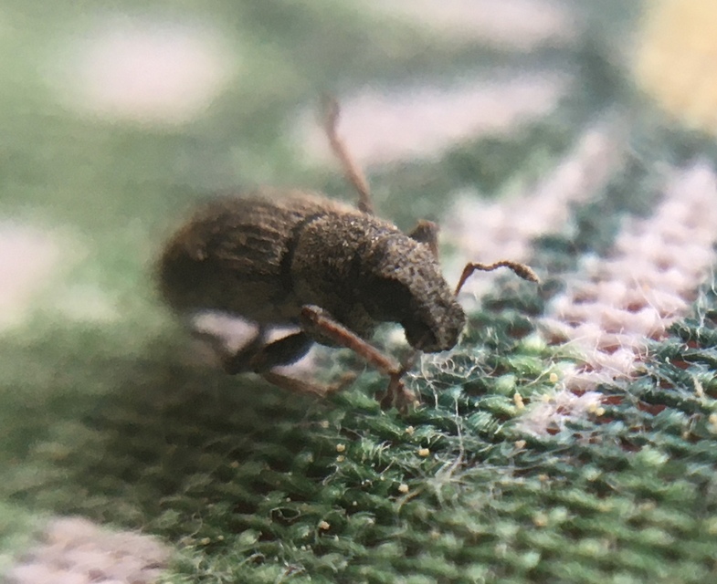Sitona hispidulus - szőrös csipkézőbogár