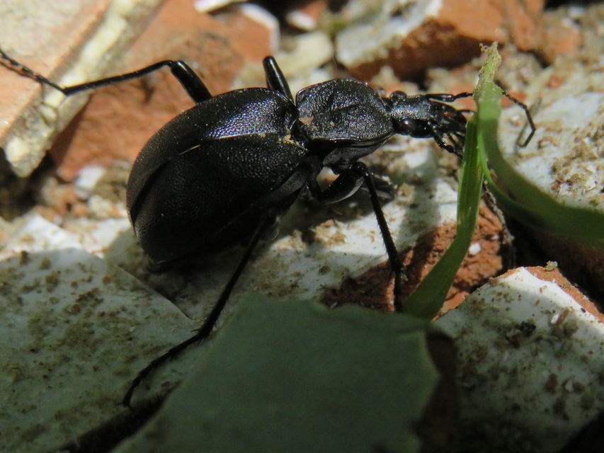 Cychrus caraboides - feketelábú cirpelőfutó