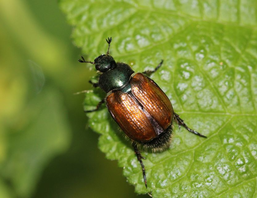 Phyllopertha horticola - kerti szipoly