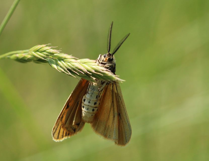 Spiris striata - csíkos molyszövő