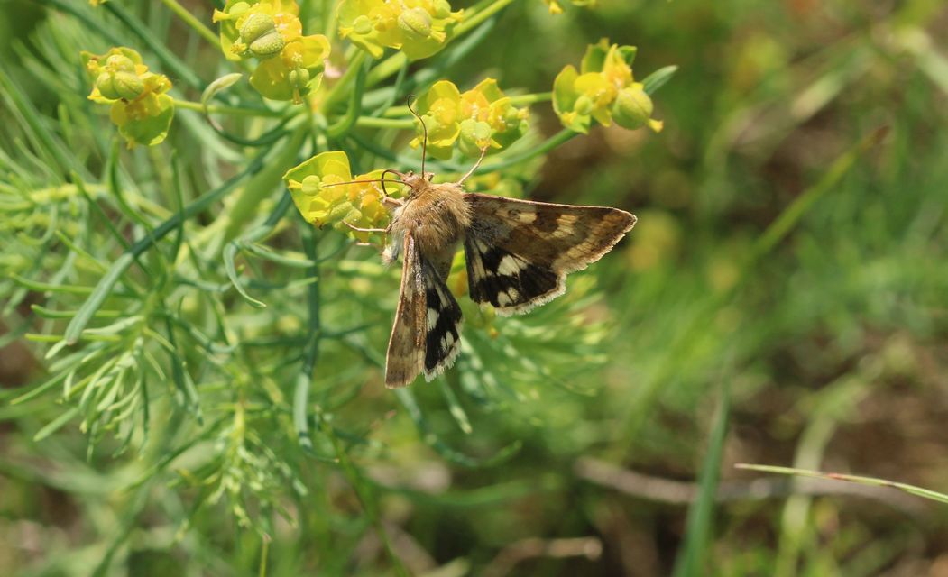 Heliothis adaucta - somkóróbagoly