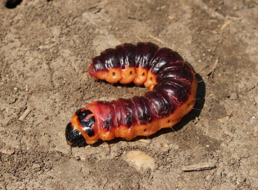 Cossus cossus - fűzfarontólepke