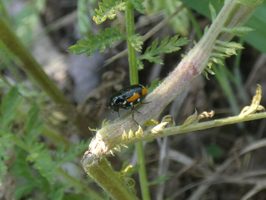 Cryptocephalus apicalis - pusztai zömökbogár