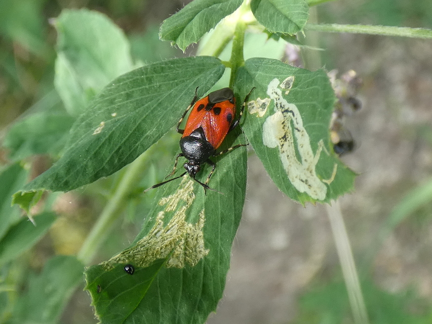 Deraeocoris rutilus - cinóber mezeipoloska