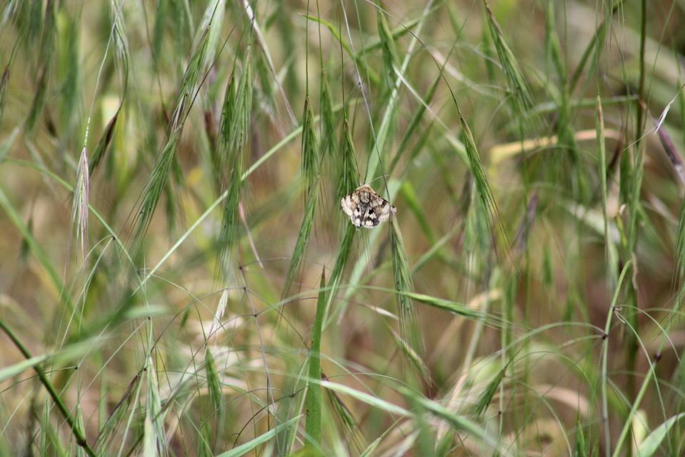 Heliothis viriplaca - mácsonyabagoly
