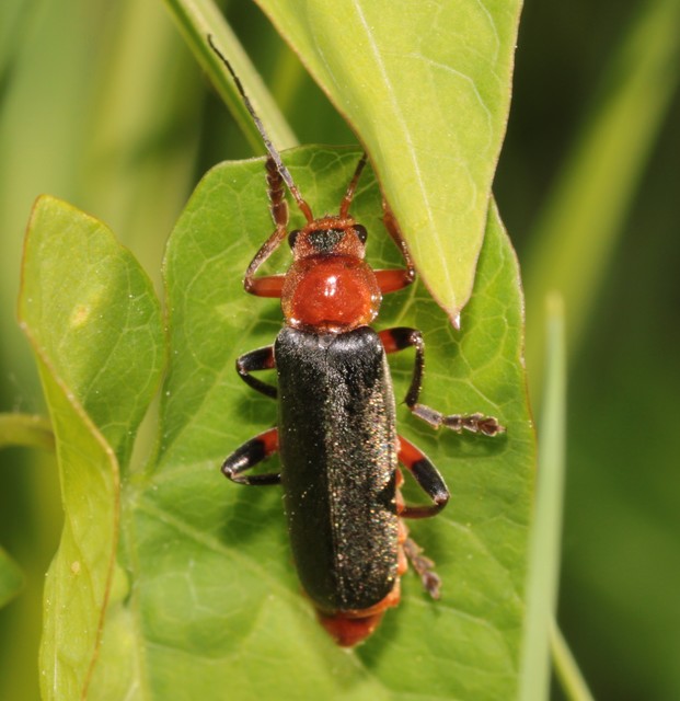 Cantharis livida - mezei lágybogár