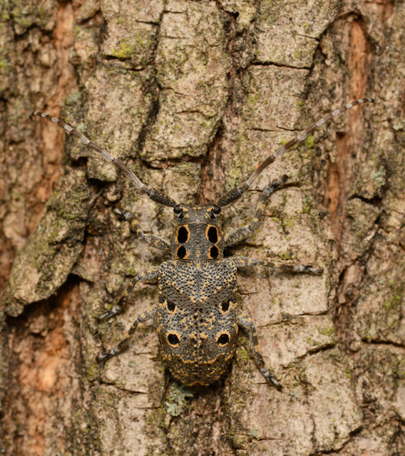 Mesosa curculionoides - szemfoltos cincér