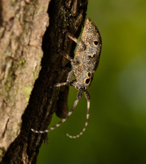 Mesosa curculionoides - szemfoltos cincér