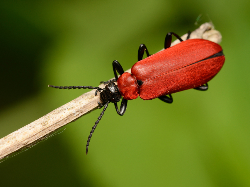 Pyrochroa coccinea - nagy bíborbogár