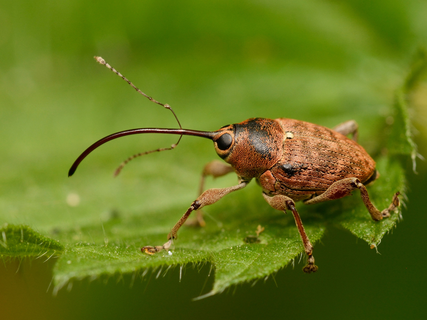 Curculio glandium - tölgymakkzsuzsóka