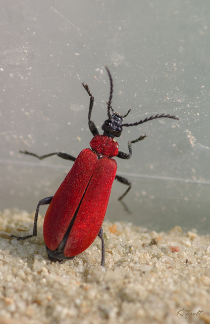 Pyrochroa coccinea - nagy bíborbogár