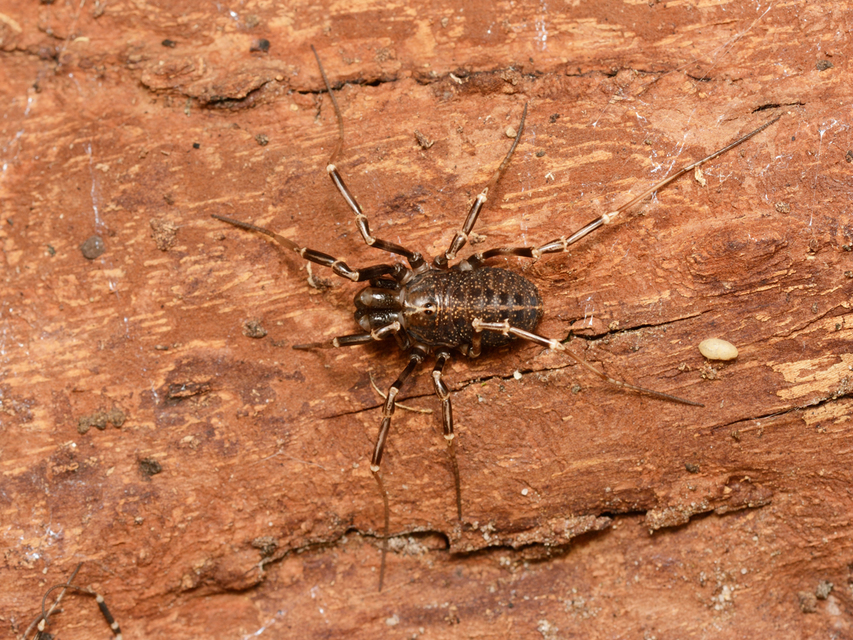 Egaenus convexus