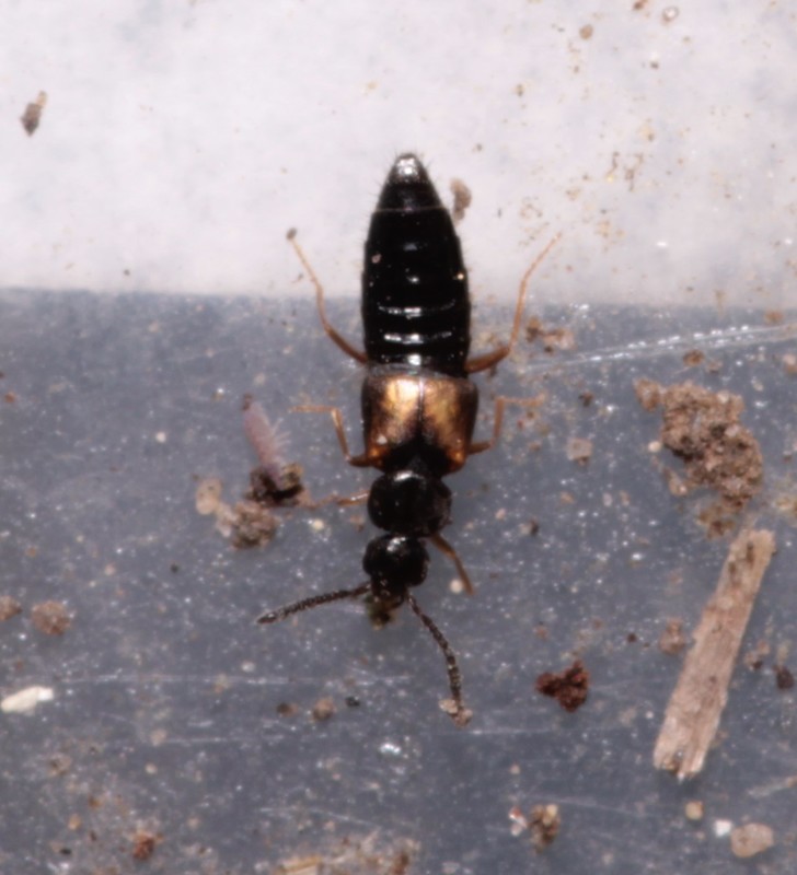 Atheta trinotata - sujtásos penészholyva