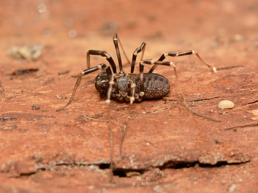 Egaenus convexus