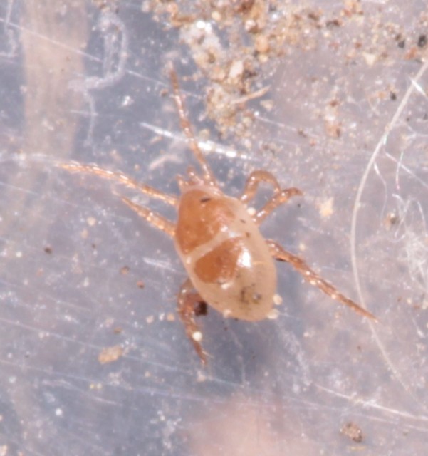 Parasitidae