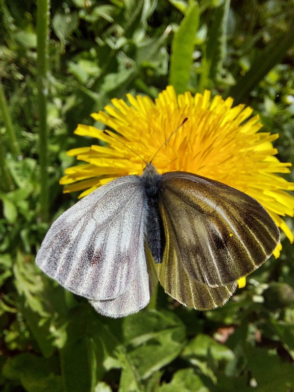 Pieris bryoniae - hegyi fehérlepke