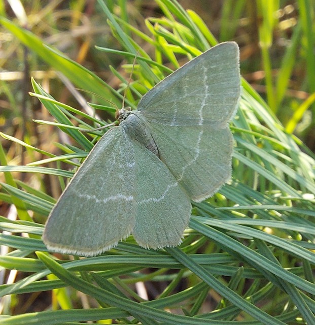 Chlorissa viridata/cloraria
