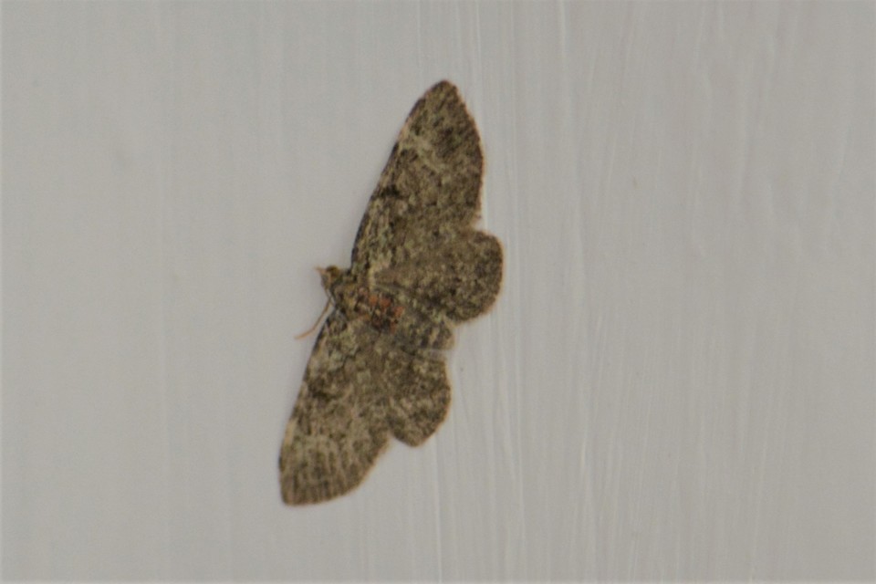 Pasiphila chloerata - hamvas törpearaszoló