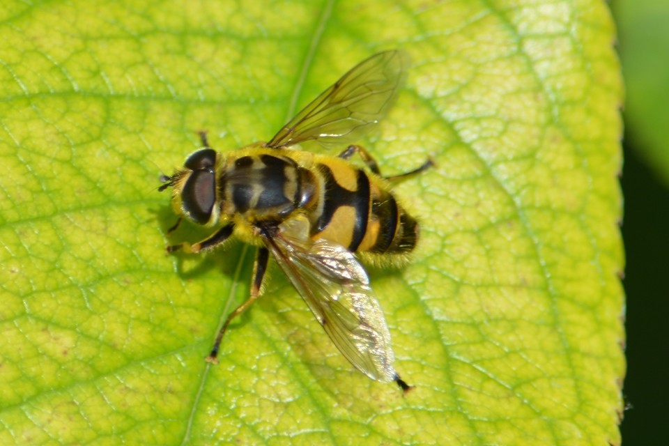 Myathropa florea - halálfejes odúlégy