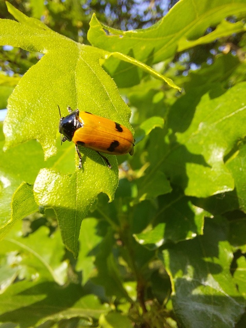 Clytra quadripunctata - négyfoltos zsákhordóbogár