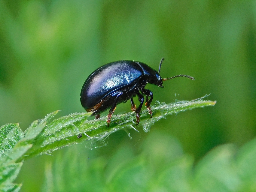 Chrysolina sturmi - vöröslábú levelész