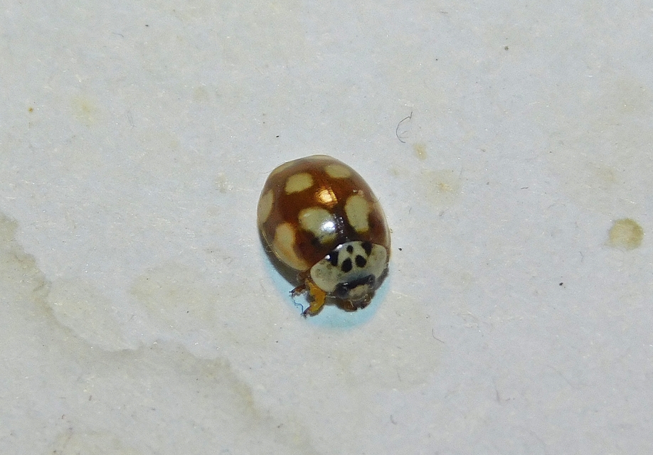 Adalia decempunctata - tízpettyes katica