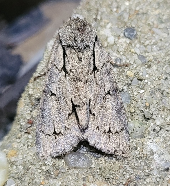 Acronicta cuspis/tridens/psi