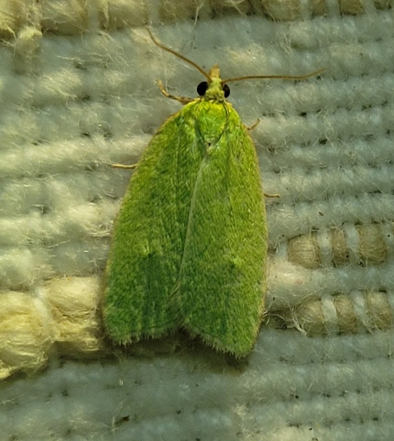 Tortrix viridana - tölgyilonca