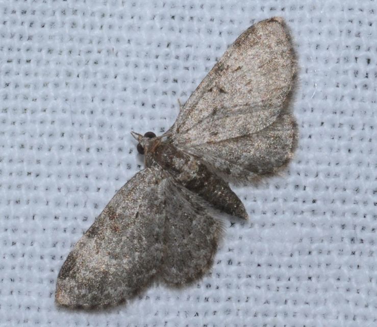 Pasiphila chloerata - hamvas törpearaszoló