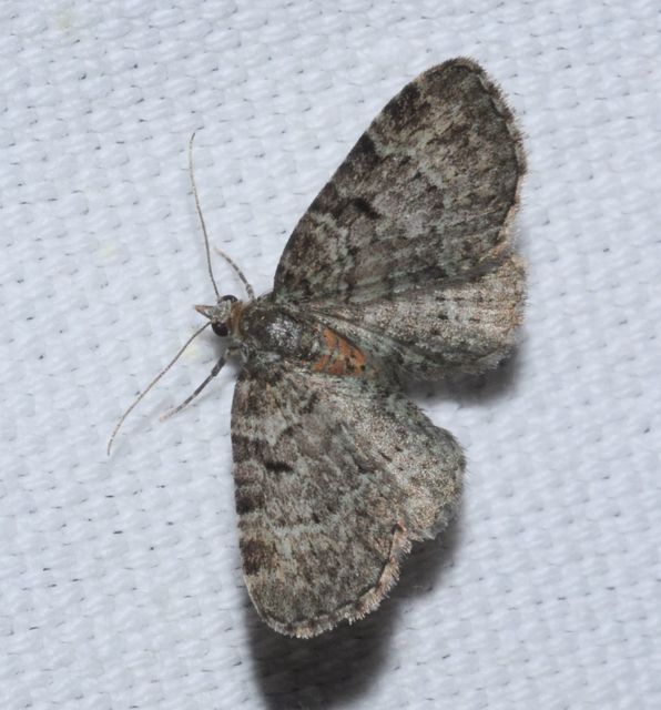 Pasiphila chloerata - hamvas törpearaszoló