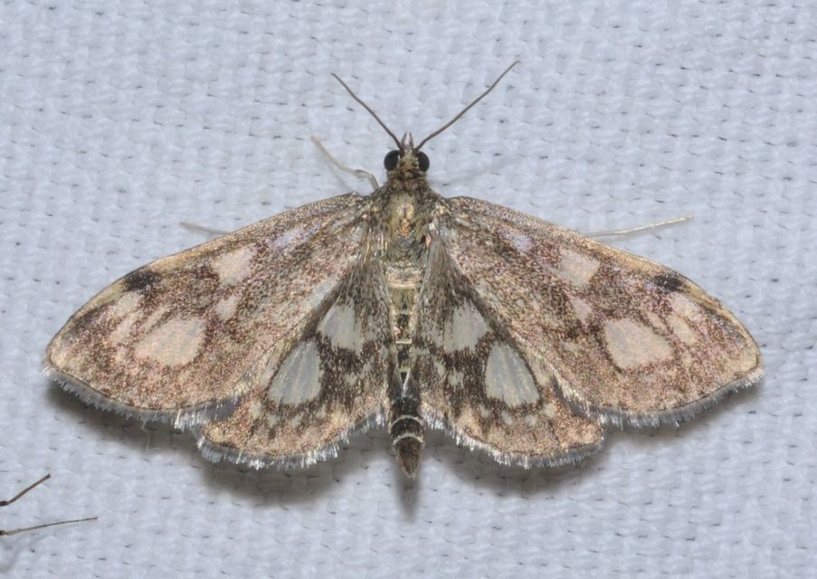 Anania coronata - koronás dudvamoly