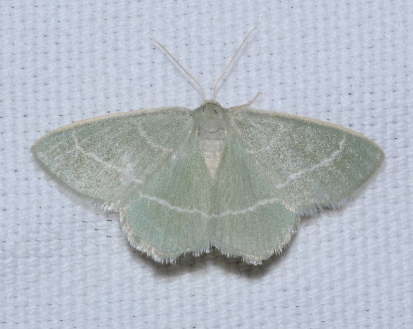 Chlorissa viridata/cloraria