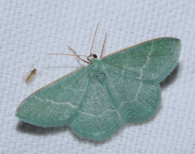 Phaiogramma etruscaria - fehérpettyes zöldaraszoló