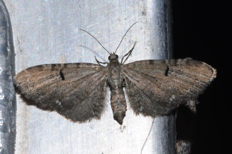 Eupithecia assimilata - komló-törpearaszoló